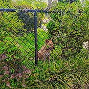 Lilly May joined the competition — help win amazing prizes! animal, bush, canine, daylight, dog, fence, garden, grass, greenery, leaf, nature, outdoor, park, pet, plants, shrub, summer, sunlight, tree, yard