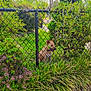 animal, bush, canine, daylight, dog, fence, garden, grass, greenery, leaf, nature, outdoor, park, pet, plants, shrub, summer, sunlight, tree, yard