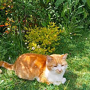 Minette participe au concours pour gagner de l'argent avec cette photo : cat, orange_cat, white_cat, grass, greenery, flower, daisy, sunlight, outdoor, nature, leaf, shrub, pet, animal, relaxed, feline, summer, garden, plant, resting