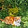 Minette