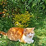 cat, orange_cat, white_cat, grass, greenery, flower, daisy, sunlight, outdoor, nature, leaf, shrub, pet, animal, relaxed, feline, summer, garden, plant, resting