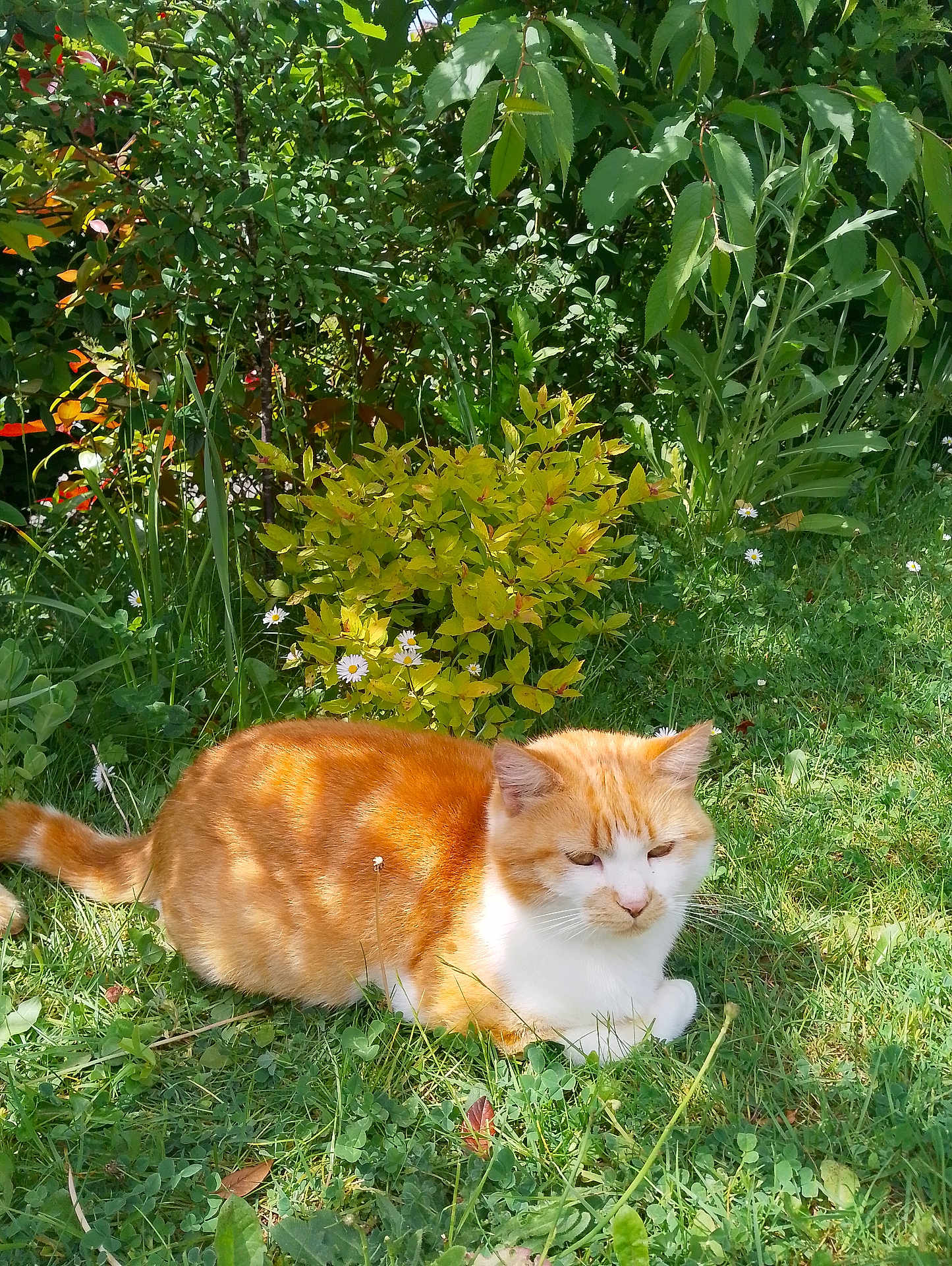 Minette participe au concours pour gagner de l'argent avec cette photo : cat, orange_cat, white_cat, grass, greenery, flower, daisy, sunlight, outdoor, nature, leaf, shrub, pet, animal, relaxed, feline, summer, garden, plant, resting