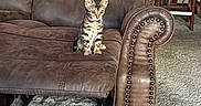 Ceaser And Sasha joined the competition — help win amazing prizes! kitten, cat, pet, animal, sitting, portrait, indoors, living_room, recliner, leather_chair, furniture, carpet, feather_toy, toy, tabby, spotted, striped, ears, whiskers, home