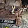 kitten, cat, pet, animal, sitting, portrait, indoors, living_room, recliner, leather_chair, furniture, carpet, feather_toy, toy, tabby, spotted, striped, ears, whiskers, home