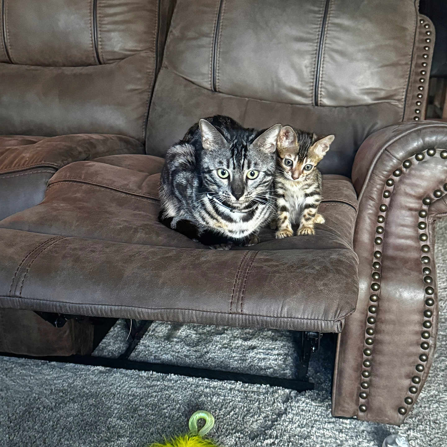 Ceaser And Sasha joined the competition — help win amazing prizes! cats, kittens, tabby_cats, pets, animals, two_cats, sitting, leather_recliner, sofa, furniture, living_room, indoor, carpet, feather_toy, yellow_toy, striped_fur, green_eyes, brown_fur, black_fur, portrait