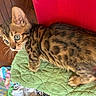 Ceaser And Sasha is registered to the contest to win money with this photo: cat, kitten, bengal_cat, animal, pet, feline, spotted_fur, striped_fur, green_blanket, lying_down, relaxed, curious, blue_eyes, ears, whiskers, paws, indoor, couch, red_background, portrait