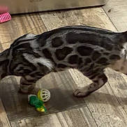Ceaser And Sasha joined the competition — help win amazing prizes! cat, feline, spotted_cat, lying_down, floor, tile_floor, indoor, pet, animal, toy, ball, pink_grooming_roller, striped_floor, relaxed, stretching, black_and_gray, brown, home, playtime, domestic_animal