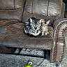 Ceaser is registered to the contest to win money with this photo: cat, cats, kitten, tabby, striped_fur, pets, animal, sitting, recliner, leather_chair, furniture, living_room, indoor, carpet, cat_toy, feather_toy, yellow_toy, brown_furniture, portrait, cute