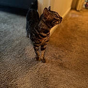 Ceaser joined the competition — help win amazing prizes! cat, tabby_cat, pet, animal, striped_fur, standing, profile, whiskers, ears, eyes, tail, indoor, hallway, carpet, floor, door, home, warm_lighting, portrait, curious