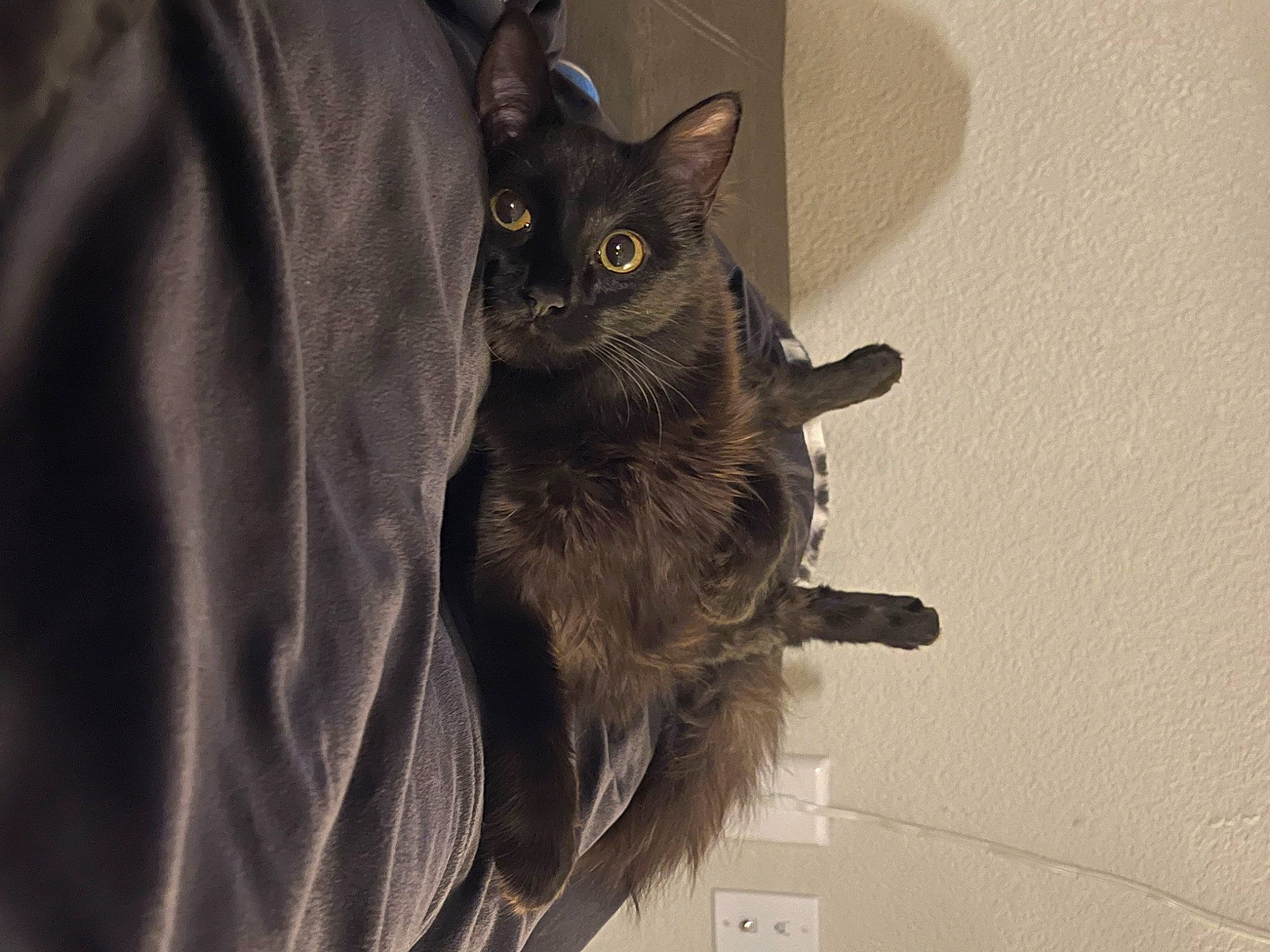 Moose is registered to the contest to win money with this photo: black_cat, carnivore, cat, cat_toy, claw, comfort, domestic_short_haired_cat, felidae, fur, grey, havana_brown, paw, small_to_medium_sized_cats, snout, tail, whiskers, window