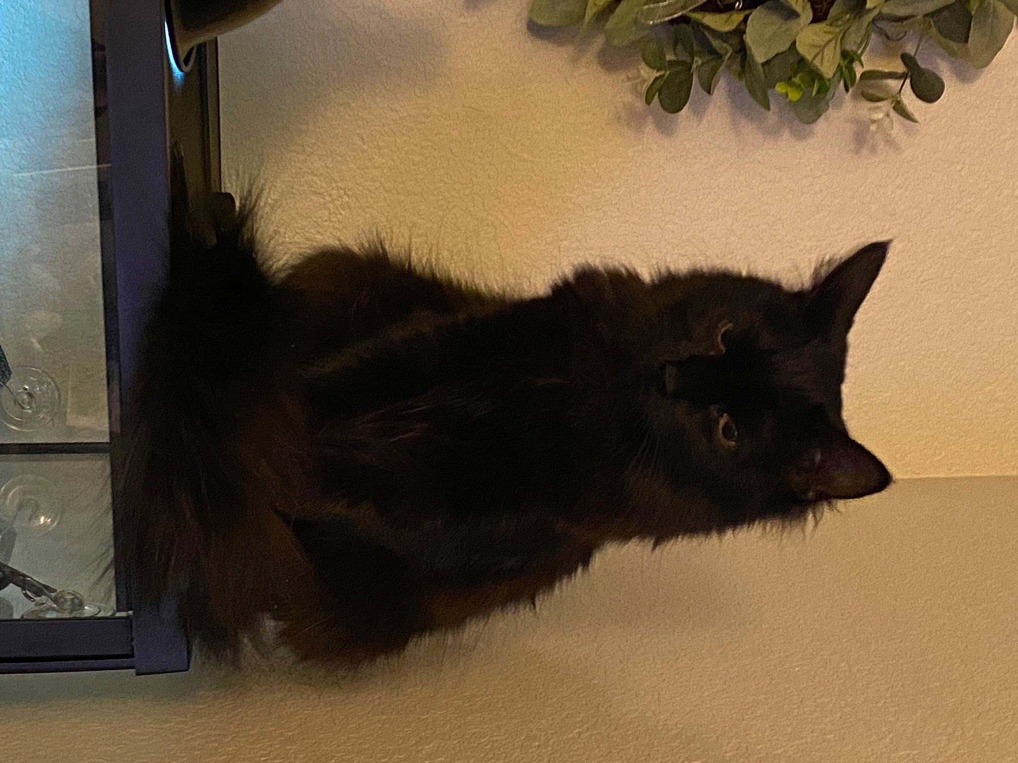 Moose is registered to the contest to win money with this photo: black_cat, canidae, carnivore, cat, claw, domestic_short_haired_cat, fawn, felidae, flooring, fur, grey, paw, shadow, small_to_medium_sized_cats, snout, tail, terrestrial_animal, whiskers, window