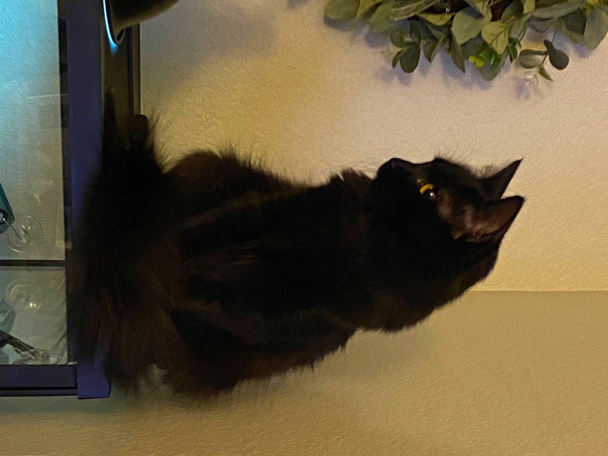 Moose is registered to the contest to win money with this photo: black_cat, bombay, carnivore, cat, claw, domestic_short_haired_cat, eye, fawn, felidae, fur, paw, plant, shadow, small_to_medium_sized_cats, tail, terrestrial_animal, tints_and_shades, whiskers, window, wood