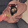 Olive is registered to the contest to win money with this photo: cat, tortoiseshell_cat, backpack, couch, cushion, indoor, pet, feline, curious, zipper, soft_toy, knitted, gray_fabric, cozy, living_room, small_tree, lamp, furniture, resting, close_up