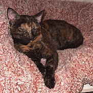 Olive joined the competition — help win amazing prizes! cat, tortoiseshell, feline, pet, animal, resting, blanket, pink, fluffy, indoor, cozy, carpet, fur, ears, whiskers, relaxed, sleepy, comfortable, home, cute