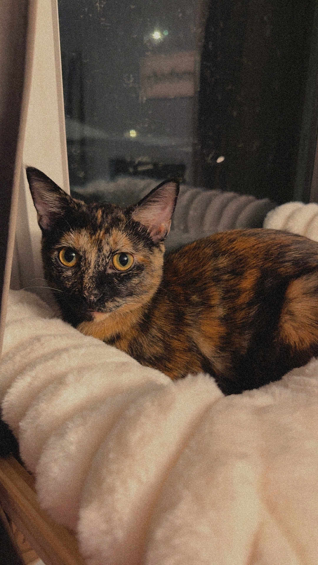 Olive joined the competition — help win amazing prizes! cat, tortoiseshell, pet, animal, fur, whiskers, ears, eyes, blanket, window, indoor, cozy, resting, cute, feline, mammal, sleeping_spot, soft, warm, curious