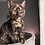 kitten, cat, tortoiseshell, pet, feline, indoor, cat_tree, soft_texture, curious, window_light, portrait, animal, fur, ears, whiskers, paw, home, cozy, cute, young