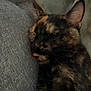 cat, tortoiseshell, sleeping, tongue_out, cozy, couch, furniture, pet, animal, feline, closeup, indoor, resting, cute, soft, fur, relaxing, domestic_animal, warm, comfort