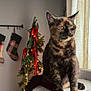 cat, tortoiseshell_cat, cat_tree, window, curtains, christmas_tree, holiday_decor, stockings, ribbons, lights, indoor, pet, feline, cozy, furniture, decor, festive, animal, domestic, home