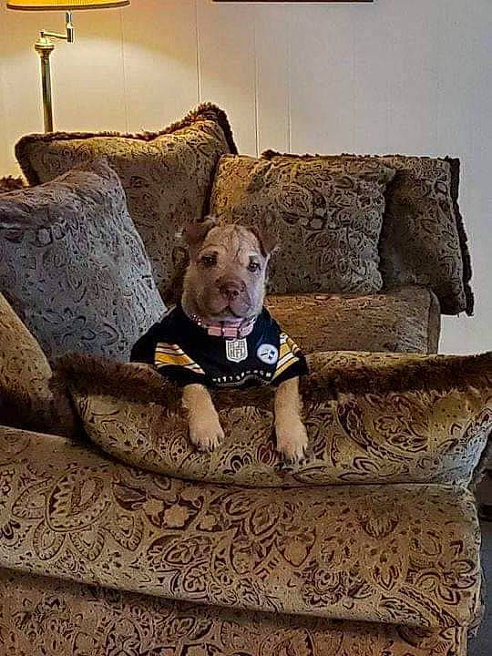 Harley joined the competition — help win amazing prizes! carnivore, comfort, companion_dog, couch, fawn, felidae, floor, flooring, font, fur, hardwood, human_leg, leisure, linens, living_room, rock, room, sitting, throw_pillow, wood