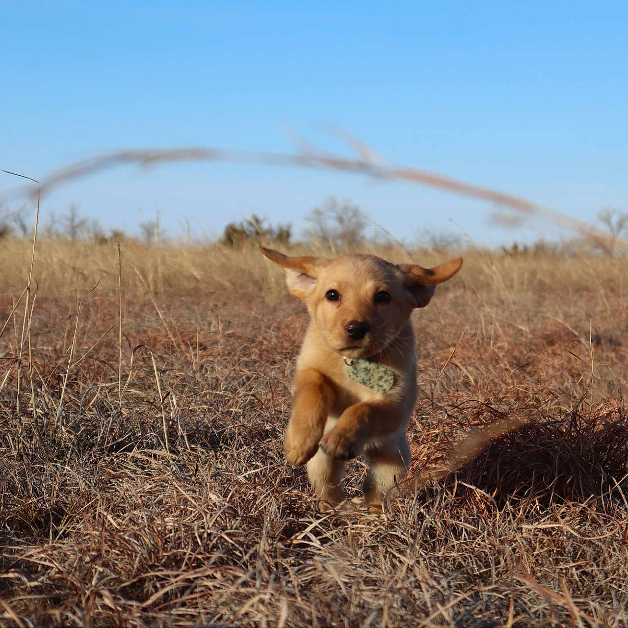Goose is registered to the contest to win money with this photo: animal, canine, countryside, dog, field, goldenretriever, grass, grassland, labradorretriever, meadow, nature, outdoors, pet, plant, puppy, redwolf, rural, savanna, straw, wolf