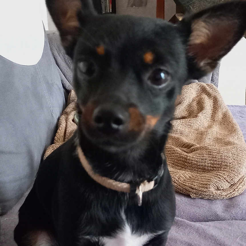 Alien a rejoint le concours — aidez-le/la à gagner de superbes lots ! accessories, adult, animal, art, canine, chihuahua, clothing, dog, face, figurine, furniture, head, male, man, person, pet, prayer, puppy, sphere, undershirt