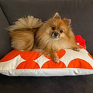 Tyler a rejoint le concours — aidez-le/la à gagner de superbes lots ! animal, companion, couch, cozy, cute, dog, fluffy, furry, home, indoor, orange, pet, pillow, plush_toy, pomeranian, red, relaxed, resting, small_dog, white
