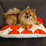 animal, companion, couch, cozy, cute, dog, fluffy, furry, home, indoor, orange, pet, pillow, plush_toy, pomeranian, red, relaxed, resting, small_dog, white