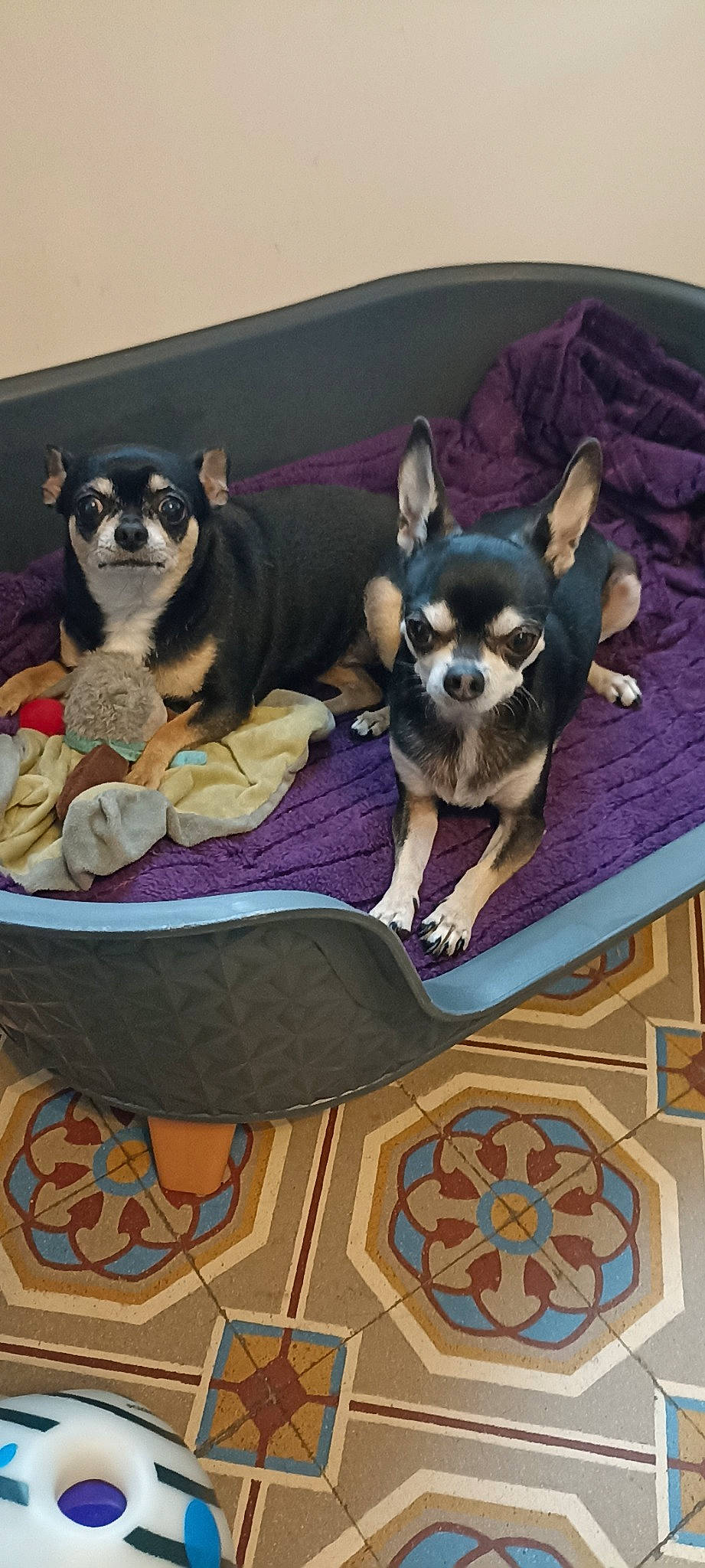 Biscuit Et Makiki a rejoint le concours — aidez-le/la à gagner de superbes lots ! canidae, carnivore, chihuahua, comfort, companion_dog, couch, dog, dog_bed, dog_breed, dog_supply, fawn, linens, mammal, purple, snout, sporting_group, tableware, toy_dog, vertebrate, working_animal