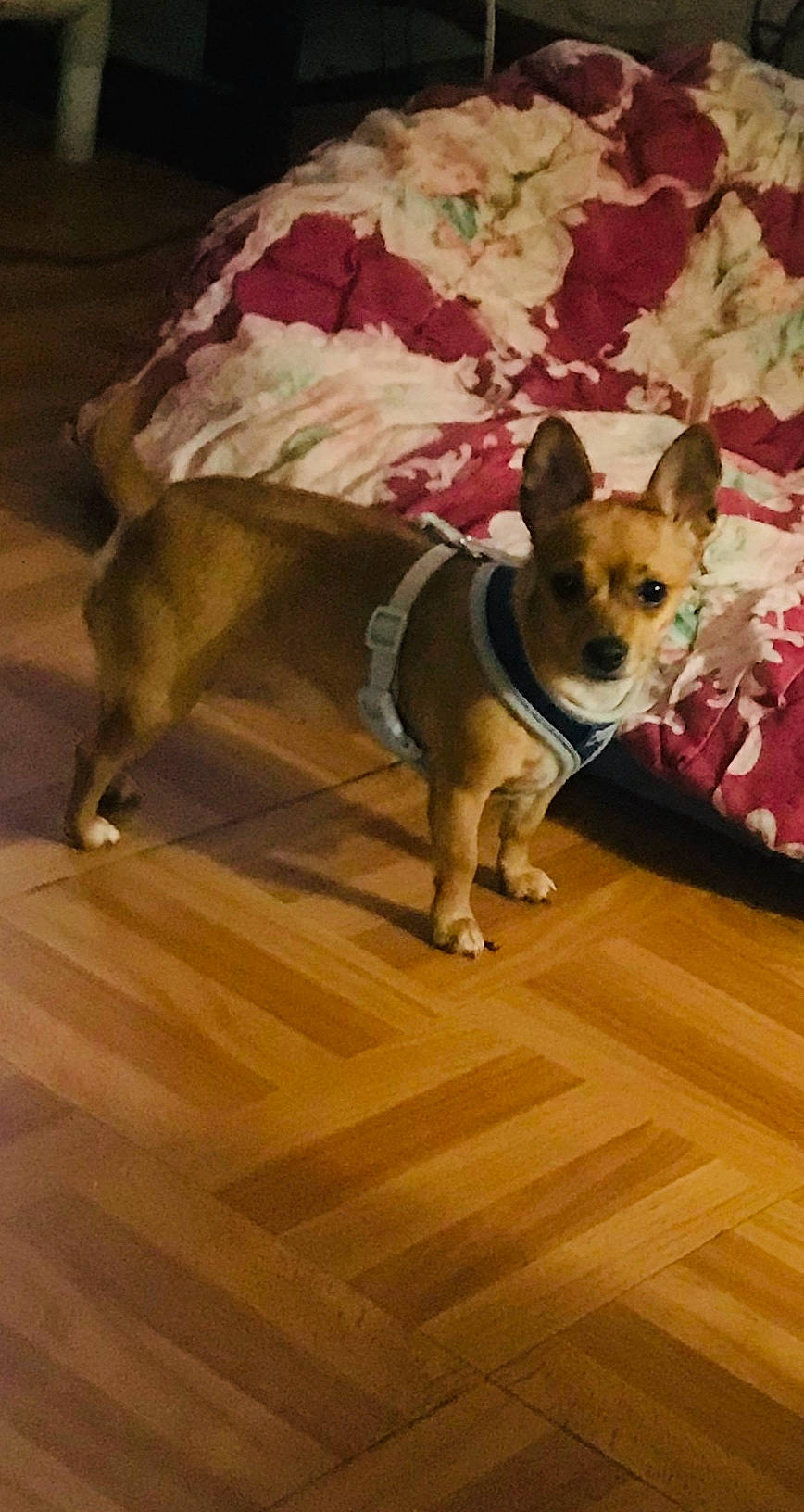 Lilly joined the competition — help win amazing prizes! carnivore, collar, companion_dog, dog, dog_breed, dog_collar, dog_supply, fawn, floor, flooring, hardwood, laminate_flooring, pet_supply, snout, sporting_group, tail, toy_dog, wood, wood_flooring, working_animal