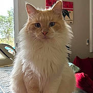 Cream participe au concours pour gagner de l'argent avec cette photo : cat, fluffy, cream, white, indoor, window, cushion, sofa, home, pet, animal, portrait, feline, domestic, fur, ears, whiskers, table, decor, painting