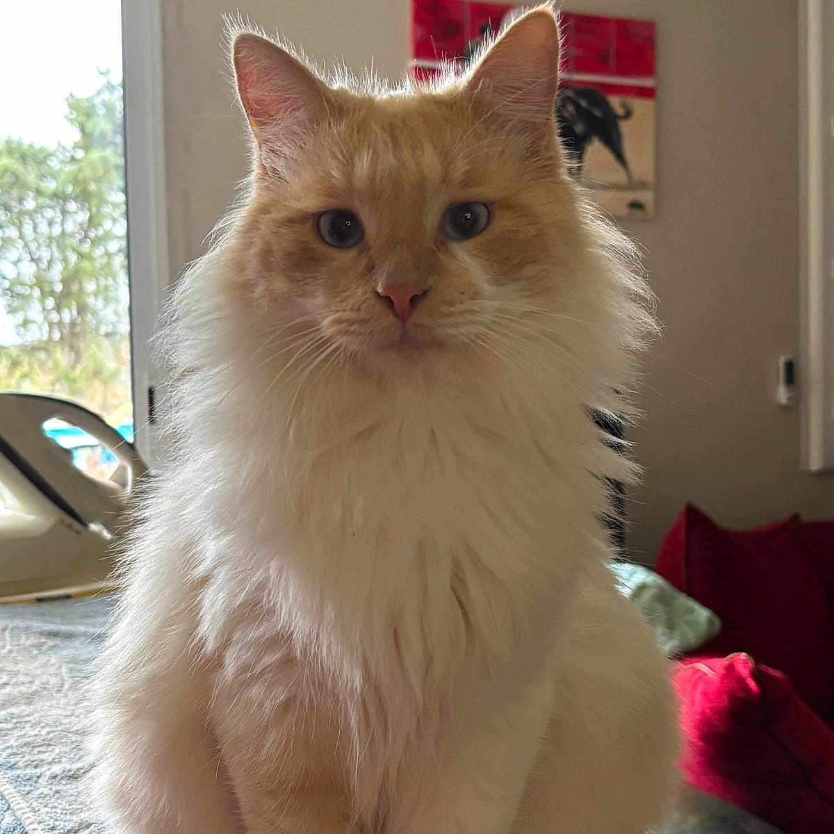 Cream participe au concours pour gagner de l'argent avec cette photo : cat, fluffy, cream, white, indoor, window, cushion, sofa, home, pet, animal, portrait, feline, domestic, fur, ears, whiskers, table, decor, painting