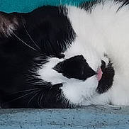 Felix participe au concours pour gagner de l'argent avec cette photo : adorable, animal, black_and_white, blue_background, cat, close_up, cute, domestic_cat, face, feline, fur, indoor, mammal, pet, pink_tongue, relaxed, resting, sleeping, tongue_out, whiskers