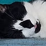 adorable, animal, black_and_white, blue_background, cat, close_up, cute, domestic_cat, face, feline, fur, indoor, mammal, pet, pink_tongue, relaxed, resting, sleeping, tongue_out, whiskers