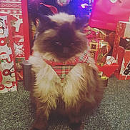 Pierre joined the competition — help win amazing prizes! cat, cat_like_mammal, fur, small_to_medium_sized_cats, snout, whiskers