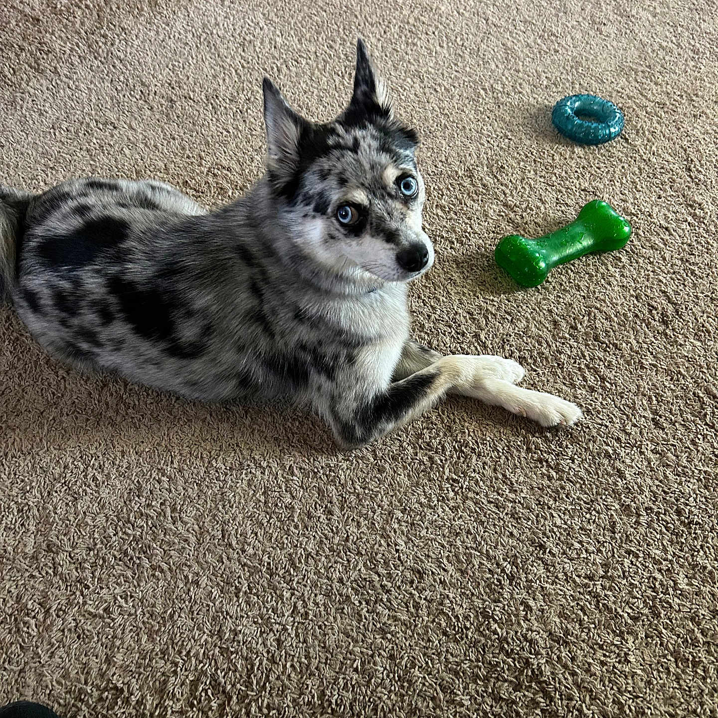Zero joined the competition — help win amazing prizes! animal, architecture, canine, cat, clothing, couch, dog, footwear, furniture, hardwood, homedecor, husky, indoors, interiordesign, manx, person, pet, puppy, shoe, wood