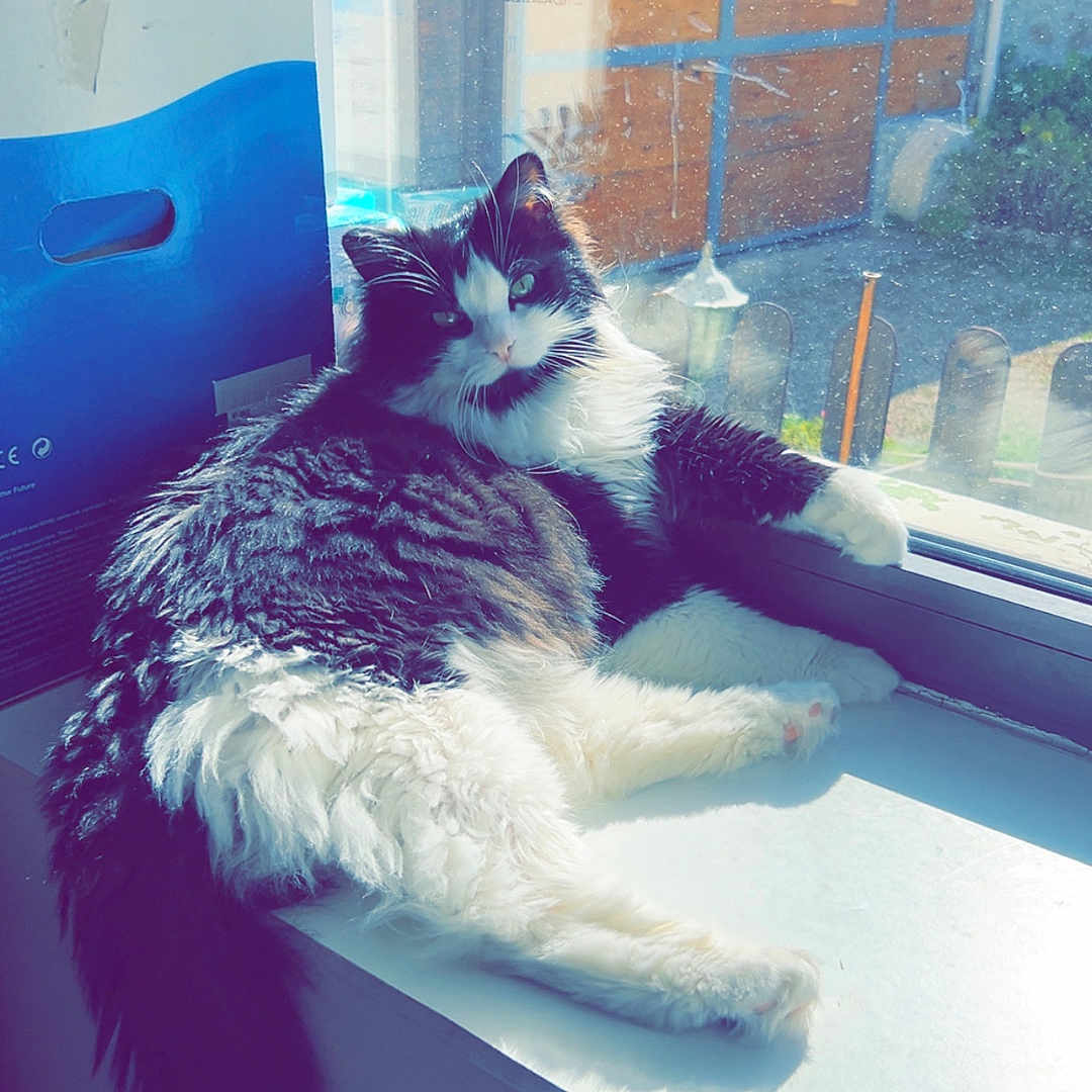 Titi