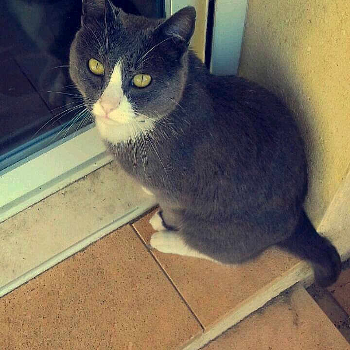 Tom