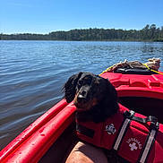 Foxy is registered to the contest to win money with this photo: dog, life_jacket, kayak, water, lake, forest, sky, outdoor, pet, animal, recreation, summer, sunlight, nature, human_leg, adventure, calm, red_color, water_sport, companionship