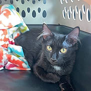 Reese joined the competition — help win amazing prizes! alert, animal, black_cat, blanket, carrier, cat, cozy, domestic_animal, ears, feline, fur, indoor, kitten, patterned_blanket, pet, pet_carrier, portrait, reclining, whiskers, yellow_eyes