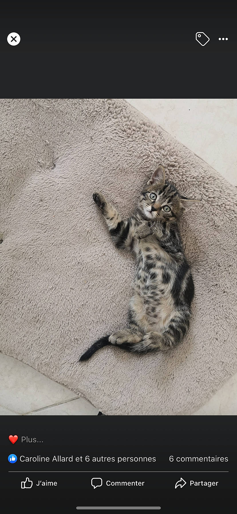 Toto a rejoint le concours — aidez-le/la à gagner de superbes lots ! asian, bengal, carnivore, cat, dragon_li, egyptian_mau, european_shorthair, felidae, fur, kitten, mammal, ocicat, rusty_spotted_cat, savannah, small_to_medium_sized_cats, snout, tabby_cat, whiskers, wild_cat, wildlife