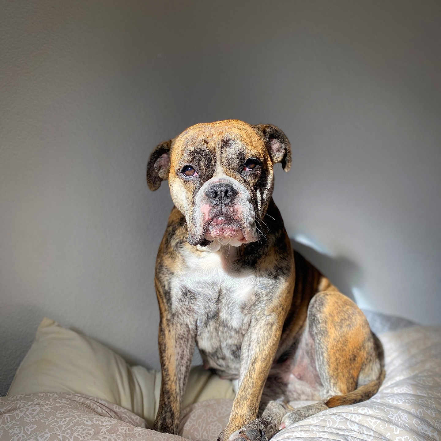 Ava a rejoint le concours — aidez-le/la à gagner de superbes lots ! animal, bed, bedroom, blanket, boxer, bulldog, canine, cushion, dog, frenchbulldog, furniture, homedecor, indoors, interiordesign, pet, pitbull, puppy, quilt, room, snout