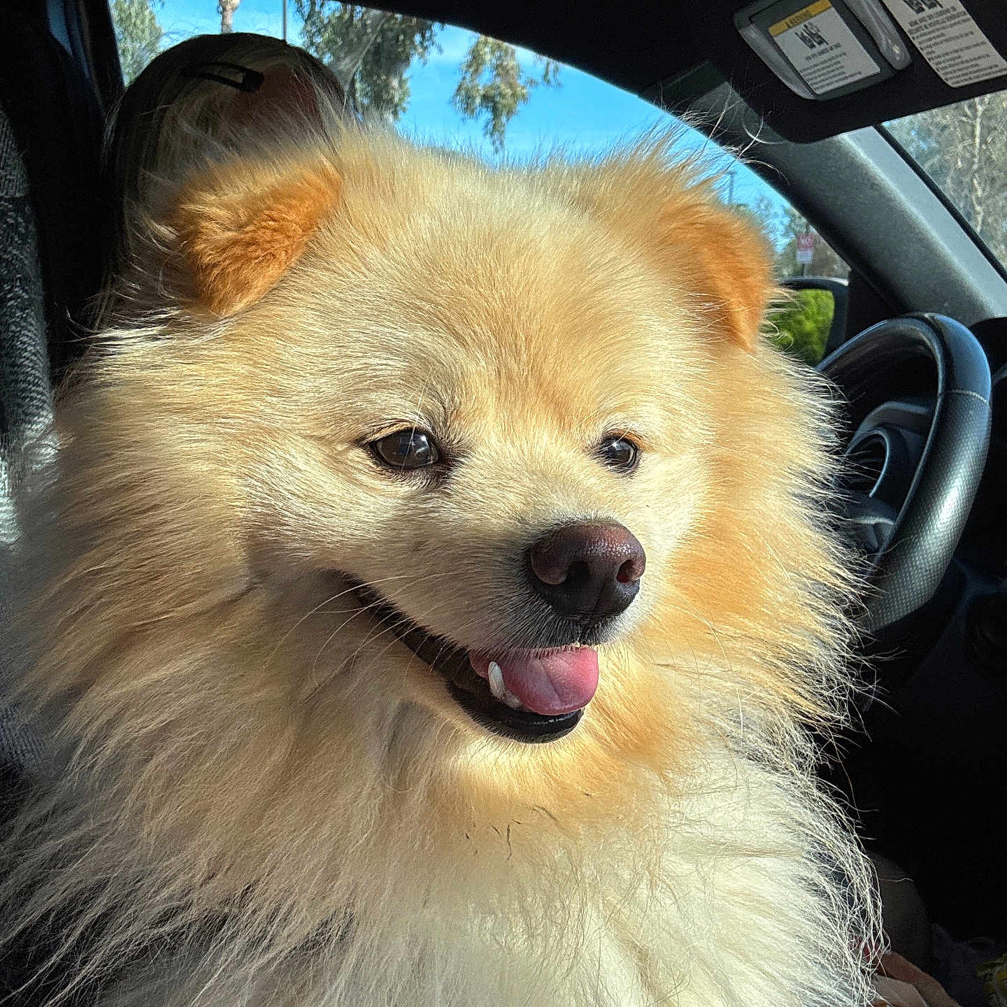Teddy joined the competition — help win amazing prizes! alloywheel, animal, canine, car, carwheel, cushion, dog, eskimodog, head, homedecor, husky, machine, person, pet, puppy, spoke, tire, transportation, vehicle, wheel