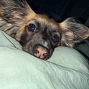 Kody joined the competition — help win amazing prizes! animal, black, brown, close_up, cozy, cute, dog, ears, expression, face, fur, indoors, looking, muzzle, nostrils, pet, pillow, resting, sleepy, whiskers