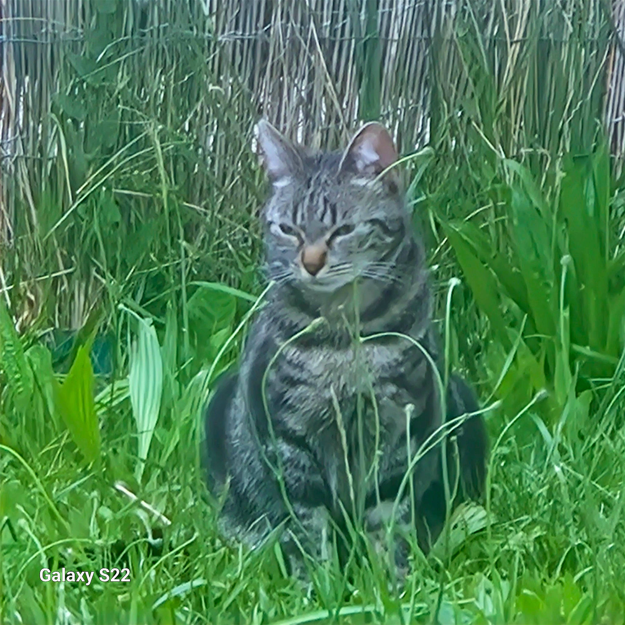 Yuna a rejoint le concours — aidez-le/la à gagner de superbes lots ! carnivore, cat, domestic_short_haired_cat, felidae, fur, grass, grass_family, grassland, groundcover, lawn, plant, prairie, shrub, small_to_medium_sized_cats, snout, tail, terrestrial_animal, terrestrial_plant, whiskers, wildlife