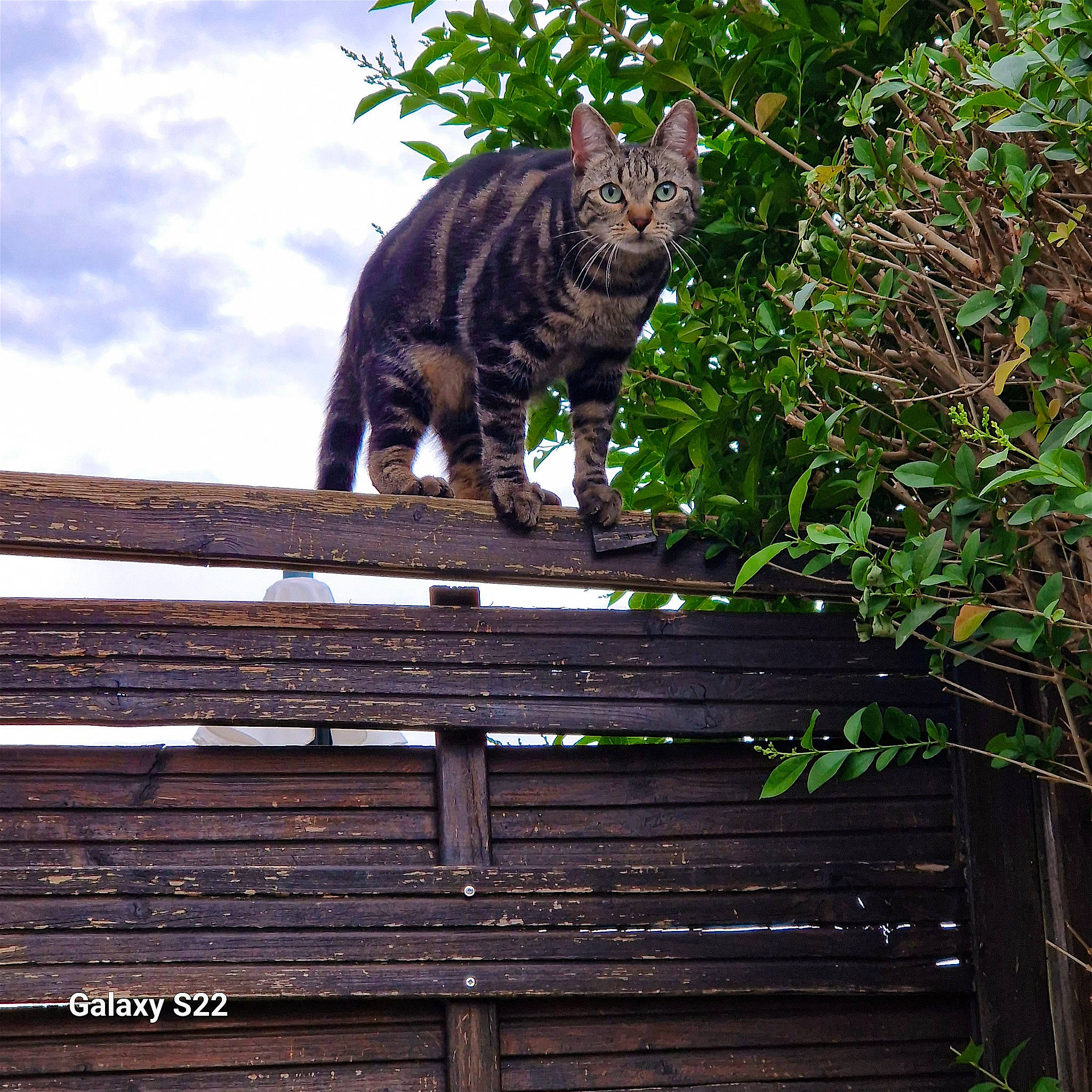 Yuna a rejoint le concours — aidez-le/la à gagner de superbes lots ! carnivore, cat, cloud, domestic_short_haired_cat, felidae, fence, grass, hardwood, metal, plank, plant, sky, small_to_medium_sized_cats, tail, terrestrial_animal, tree, whiskers, wildlife, wood, wood_stain
