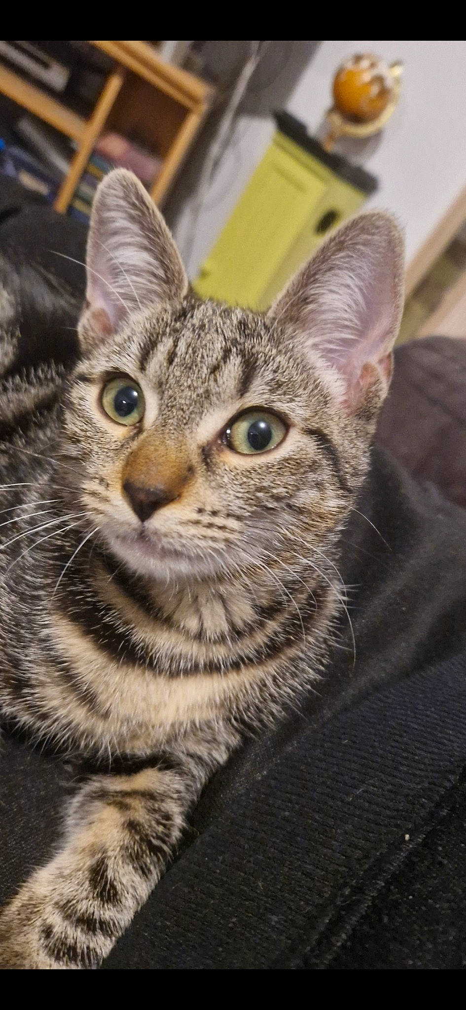 Yuna a rejoint le concours — aidez-le/la à gagner de superbes lots ! carnivore, cat, close_up, domestic_short_haired_cat, felidae, fur, small_to_medium_sized_cats, snout, terrestrial_animal, whiskers, wildlife