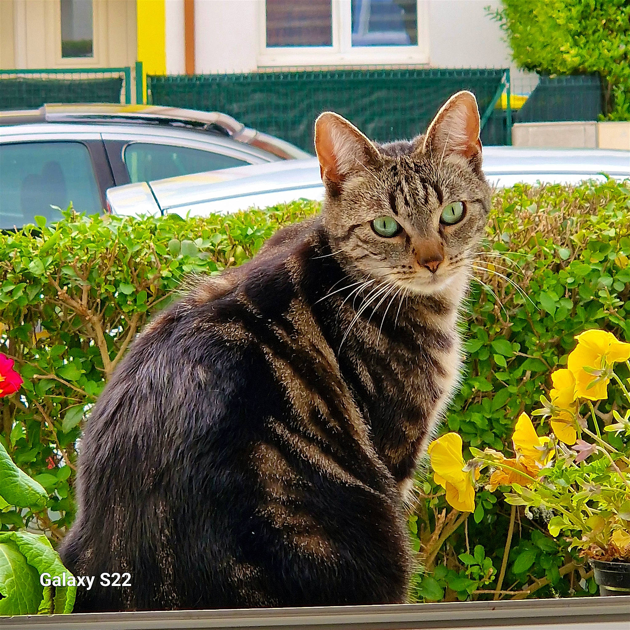 Yuna participe au concours pour gagner de l'argent avec cette photo : carnivore, cat, fawn, felidae, flower, flowerpot, grass, groundcover, houseplant, lawn, organism, plant, small_to_medium_sized_cats, snout, tail, terrestrial_animal, tire, vehicle, whiskers, window