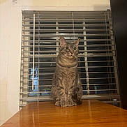 Holly joined the competition — help win amazing prizes! cat, tabby, animal, pet, indoor, table, wooden_table, window, blinds, feline, curious, sitting, domestic_cat, whiskers, ears, eyes, fur, quiet, night, reflection