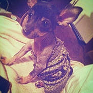 Mr. Biggs Dolphin is registered to the contest to win money with this photo: dog, small_dog, puppy, sweater, pet, indoor, blanket, bed, cozy, large_ears, dark_eyes, closeup, portrait, sitting, looking_up, fuzzy_texture, vintage_filter, cute, adorable, low_light