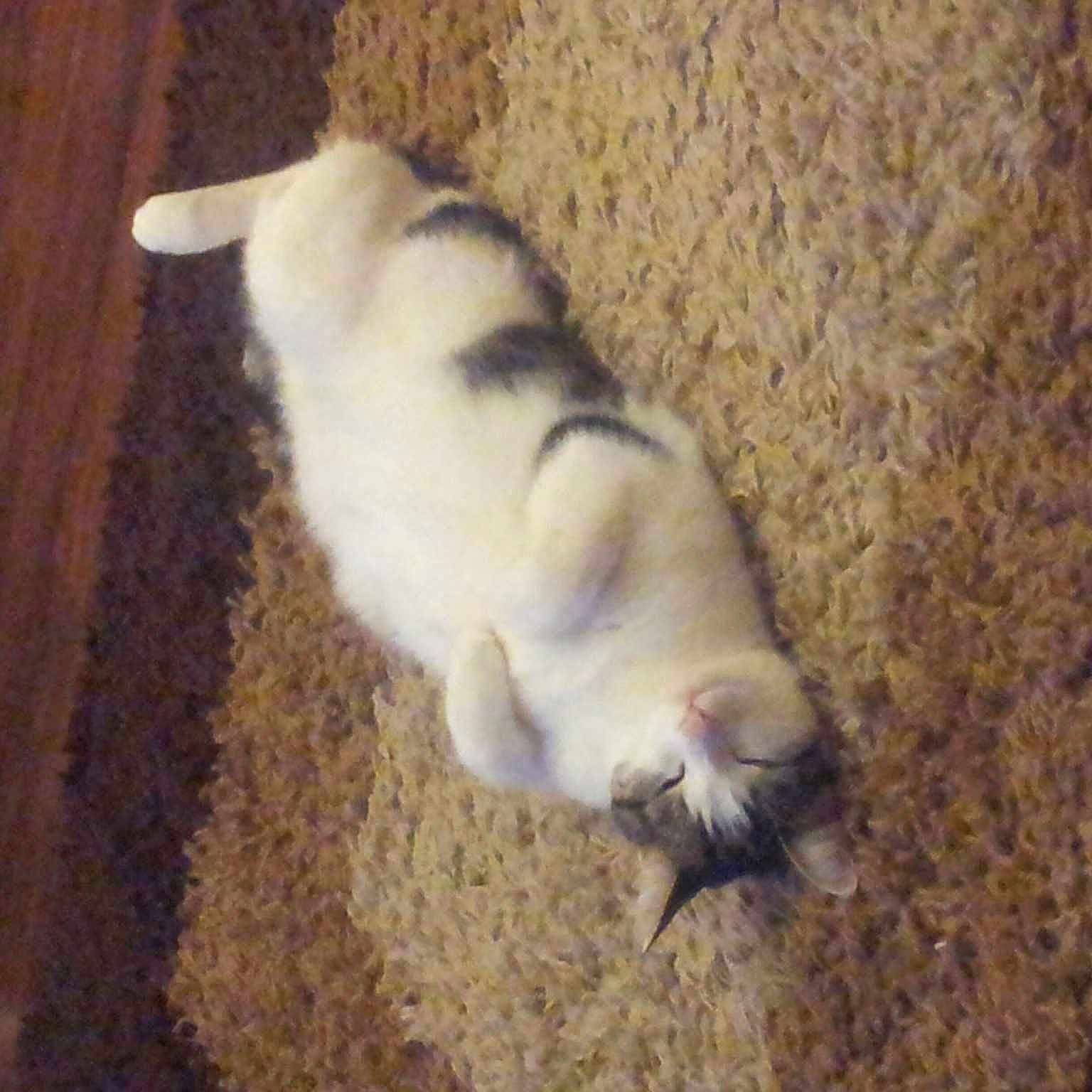 Lulu joined the competition — help win amazing prizes!